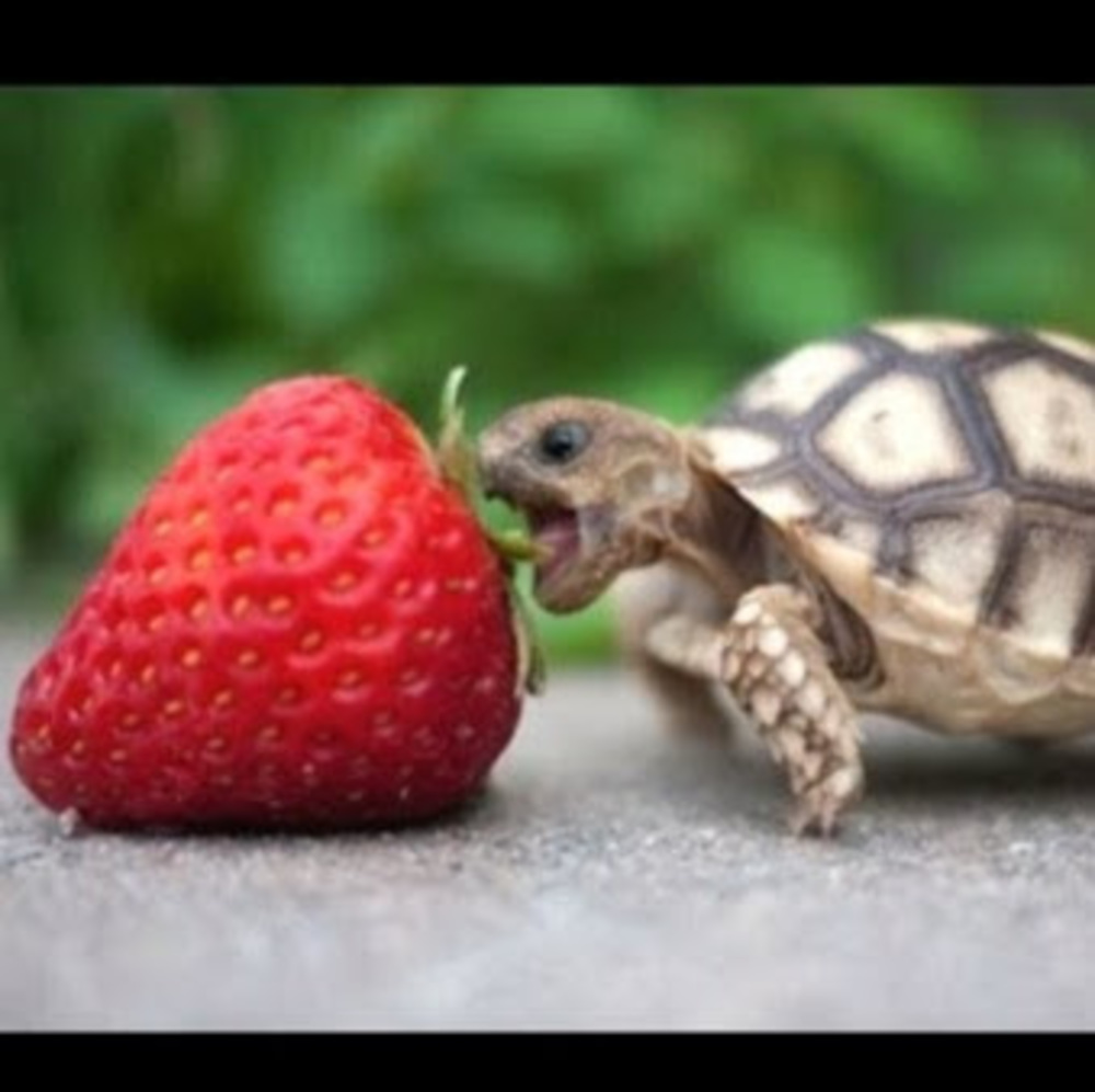 Meet your Posher, Turtle